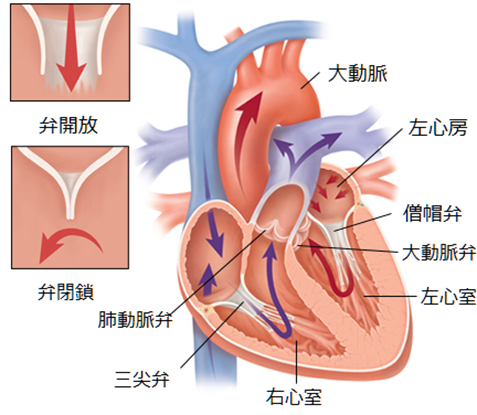 心臓弁膜症について